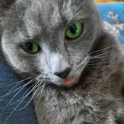 Cheapwife's profile picture