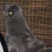 HoholH's profile picture