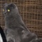 HoholH's profile picture