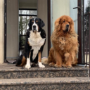 Goodvin's profile picture