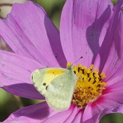 BKNimet1's profile picture