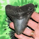 rocksolidfossils's profile picture