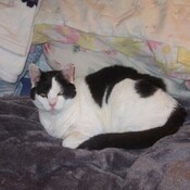 Laptops_for_sale's profile picture