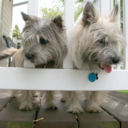 Diane_Jo's profile picture