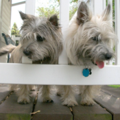 Diane_Jo's profile picture