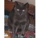 Laptops_for_sale's profile picture