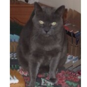 Laptops_for_sale's profile picture