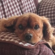 Cowboys_gig's profile picture