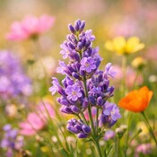 SpiritualDiversity's profile picture