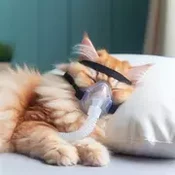 maskmeow53's profile picture