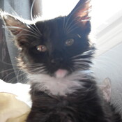 TwilightWing's profile picture